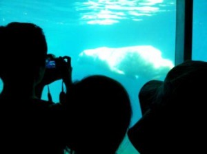 polar-bear-central-park-zoo